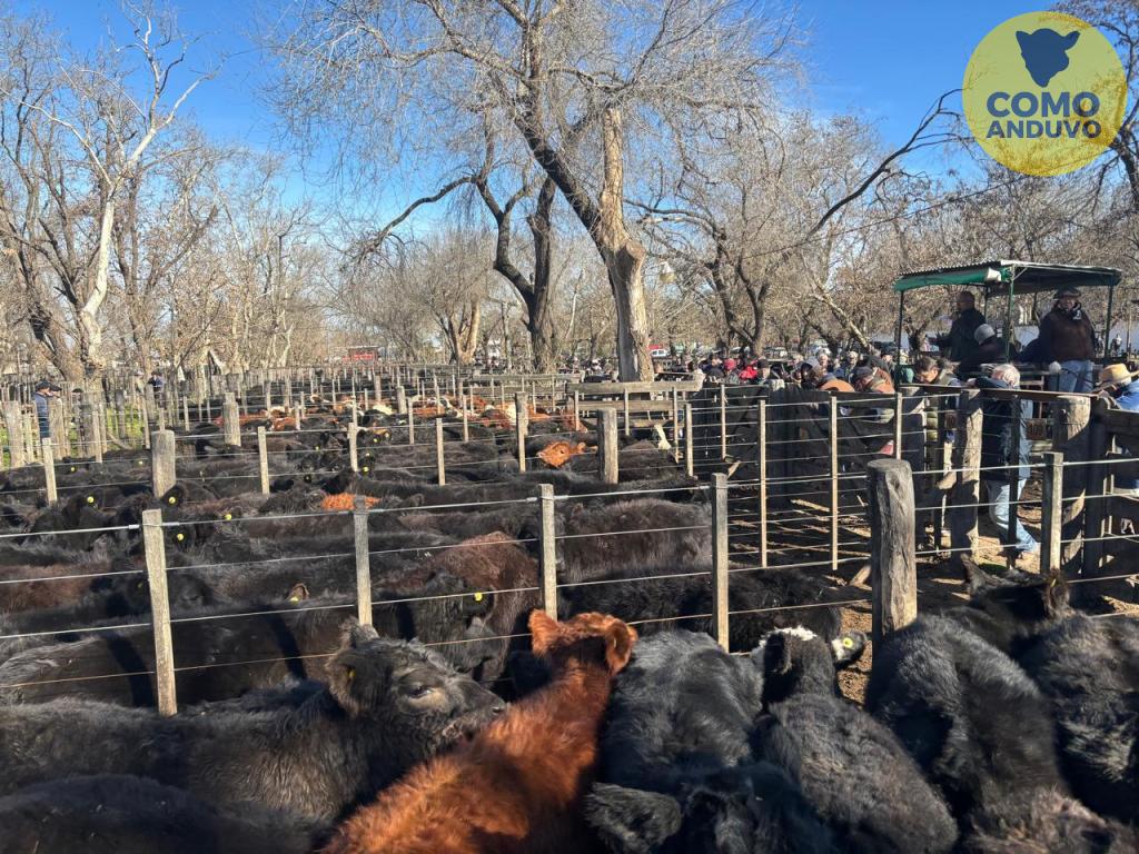 Hourcade, Albelo y Cía